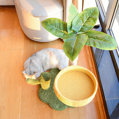 Coconut Tree Scratcher 1