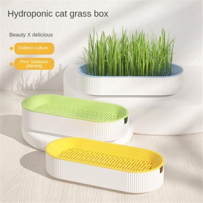 Cat Grass Planting Box Plant